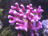 cnidarian-image-05.jpg