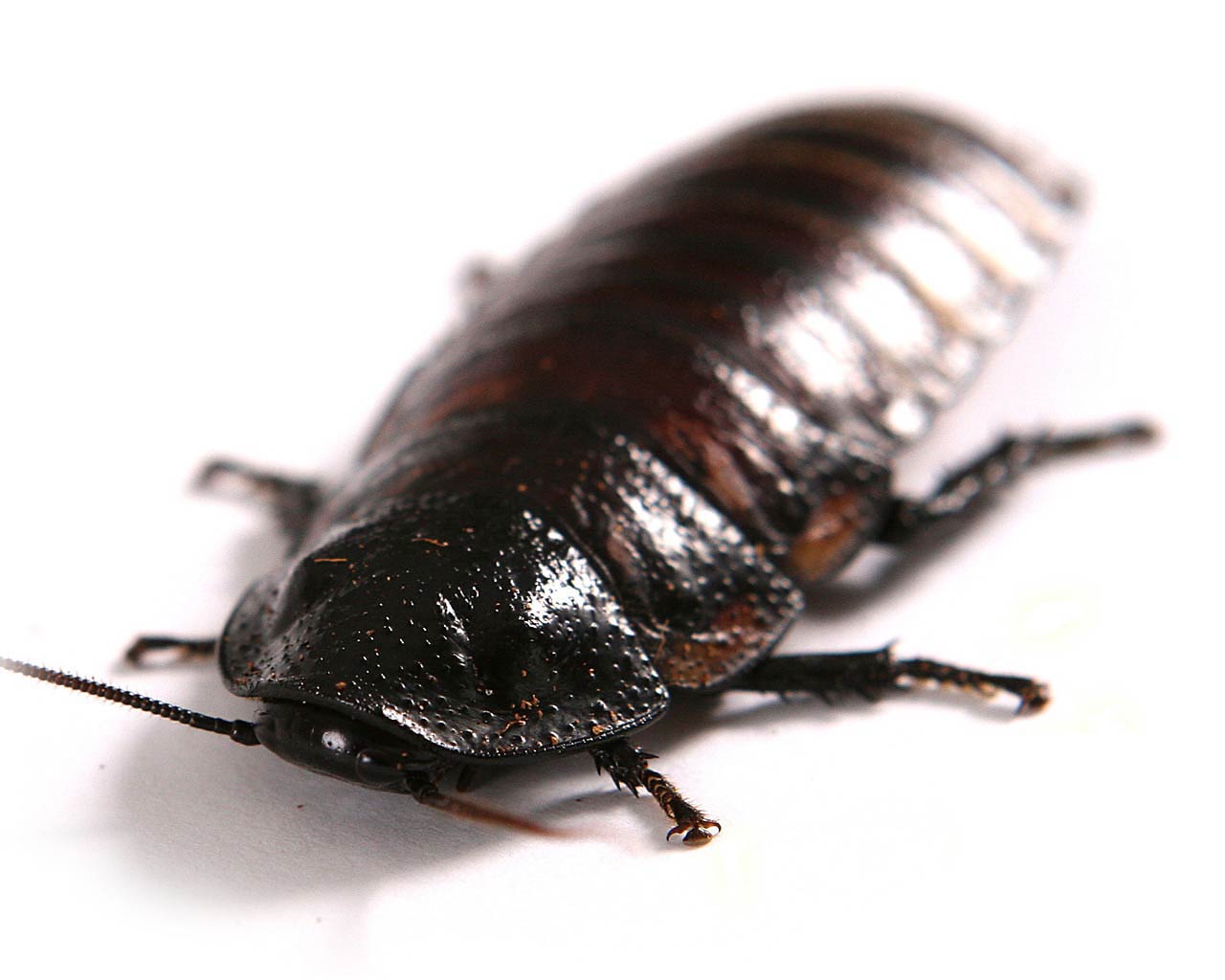 free Cockroach wallpaper wallpapers download