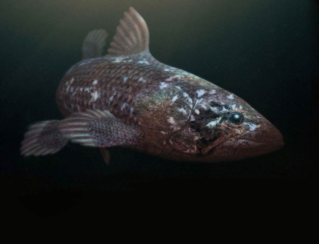 free Coelacanth wallpaper wallpapers download