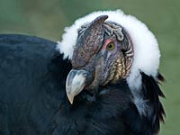 Condor image