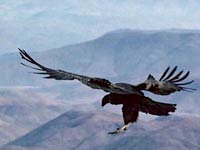 Condor image