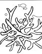 Coral coloring page