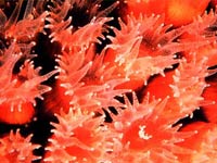 Coral picture