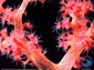 Coral wallpaper