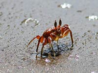 Crab image