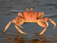 Crab image