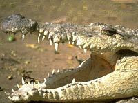 Crocodile image