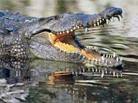 Crocodile image