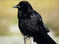 Crow image