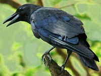 Crow image
