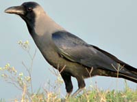 Crow image