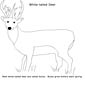 Deer coloring page