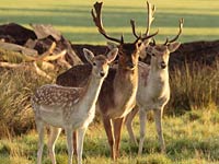 Deer image