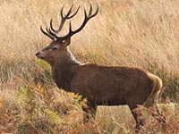 Deer image