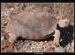 Desert Tortoise wallpaper