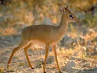 Dik-Dik image