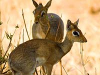 Dik-Dik picture