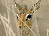 Dik-Dik image