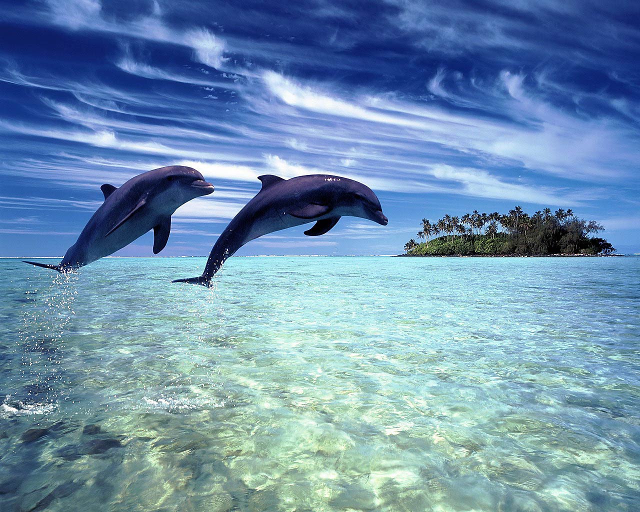 free Dolphin wallpaper wallpapers download