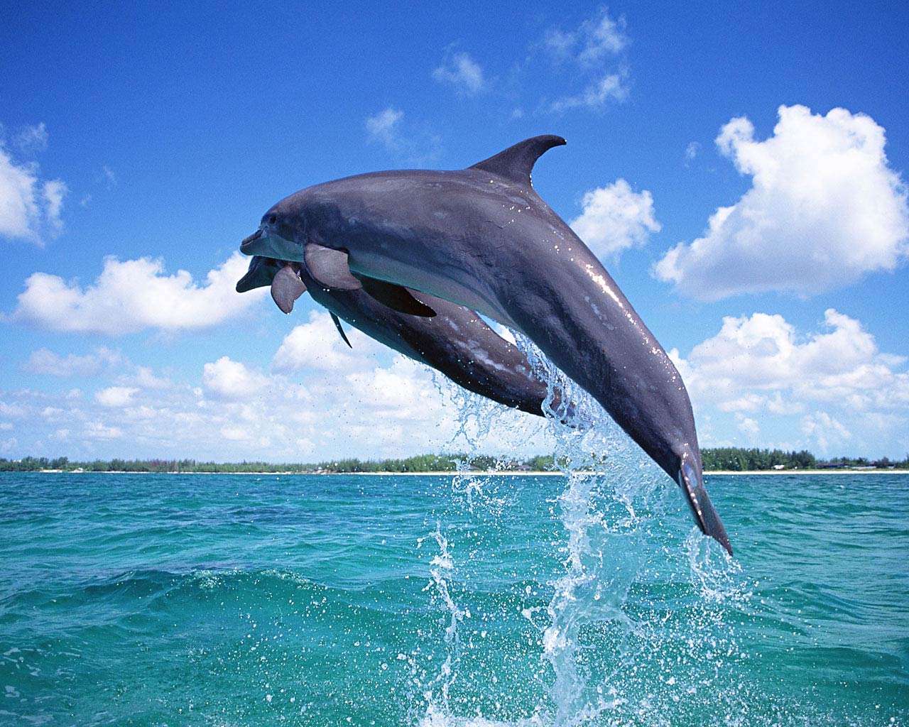 free Dolphin wallpaper wallpapers and background