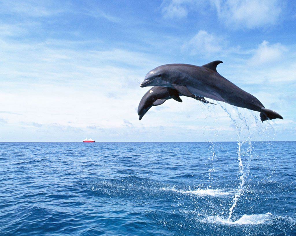 free Dolphin wallpaper wallpapers download