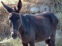 Donkey image