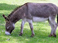 Donkey image