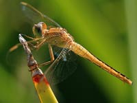 Dragonfly image