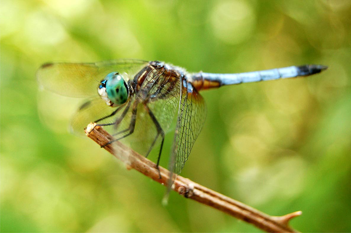free Dragonfly wallpaper wallpapers download