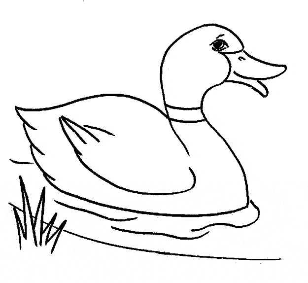 free Duck coloring page