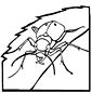 dung beetle coloring page