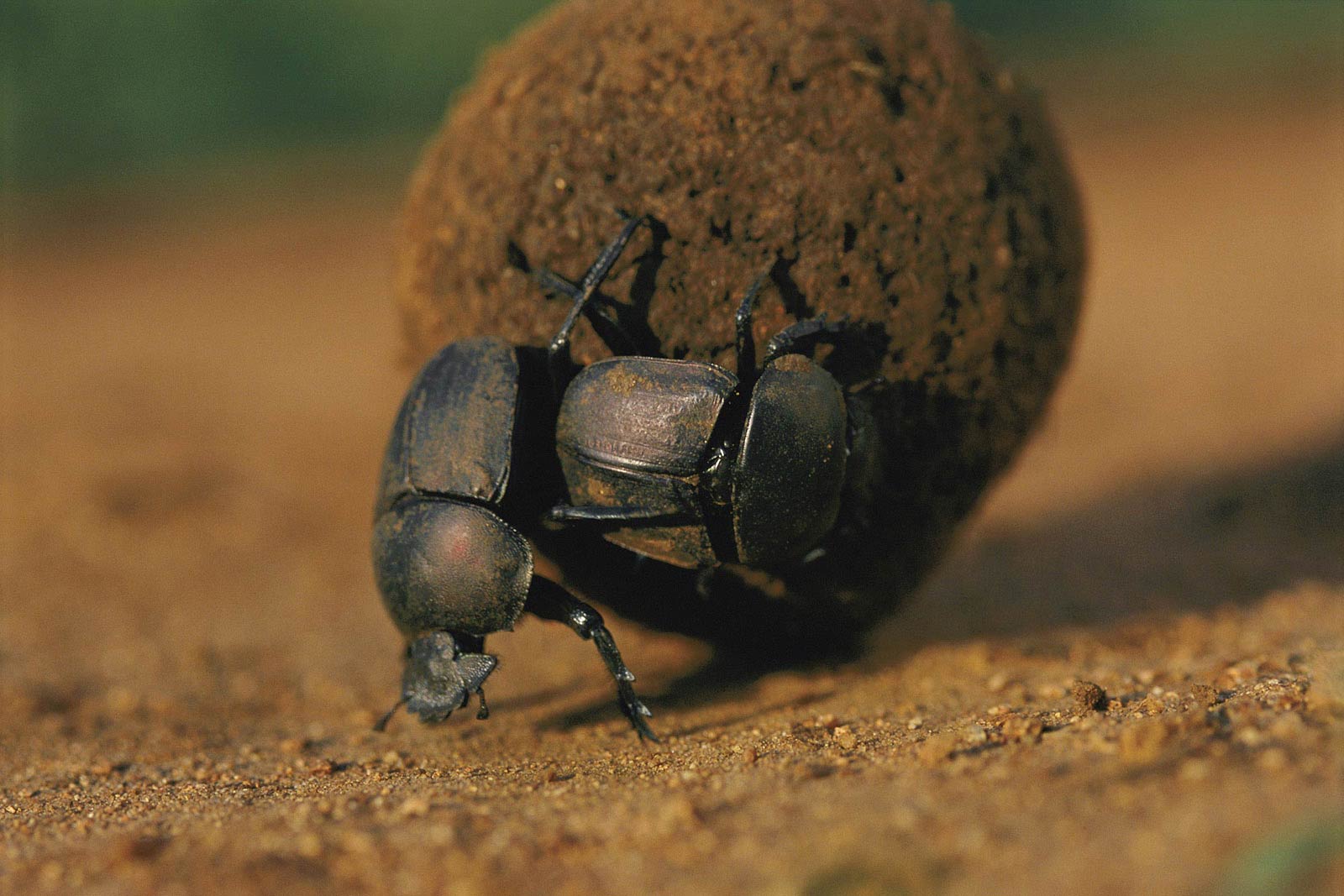 free Dung Beetle wallpaper wallpapers download