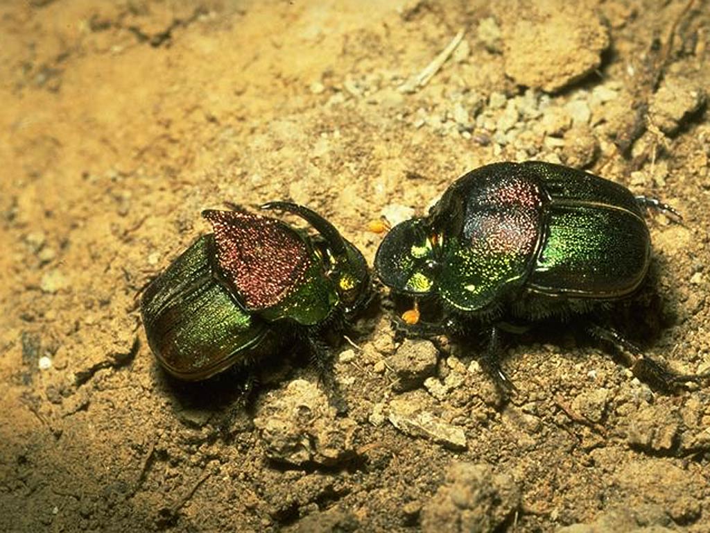 free Dung Beetle wallpaper wallpapers and background