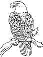eagle coloring picture