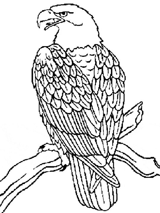 free Eagle coloring page