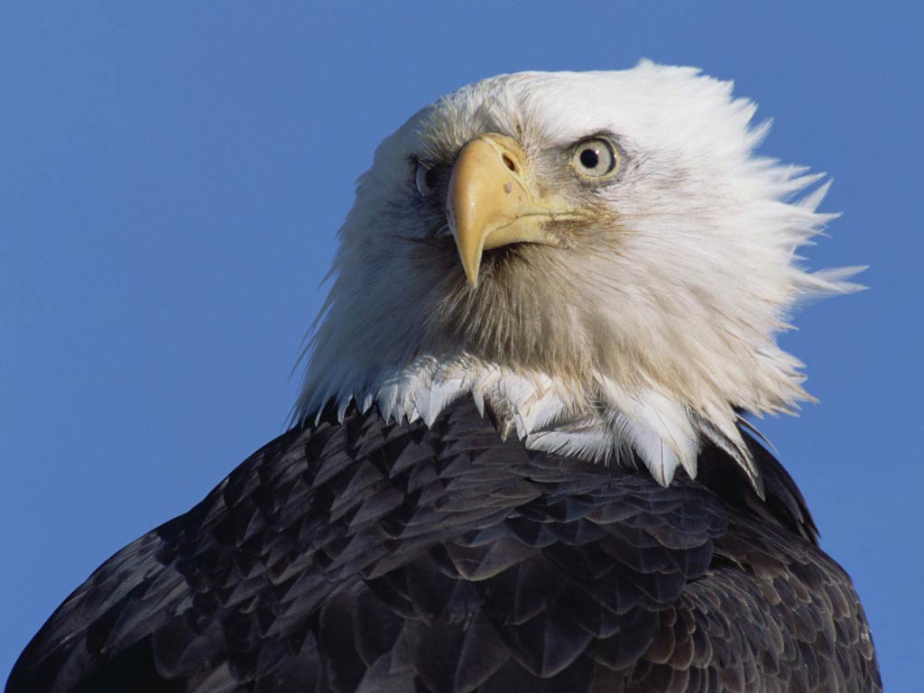 free Eagle wallpaper wallpapers download