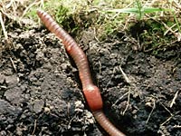 Earthworm image
