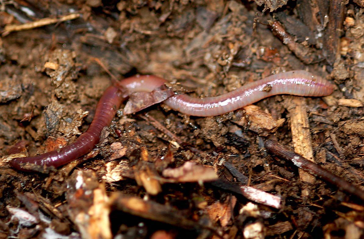 free Earthworm wallpaper wallpapers download