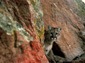 eastern cougar picture