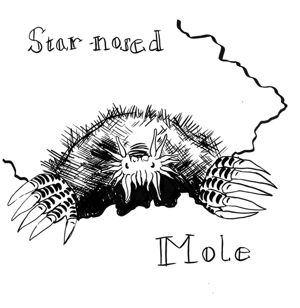 free Eastern Mole coloring page