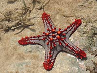 Echinoderm red starfish