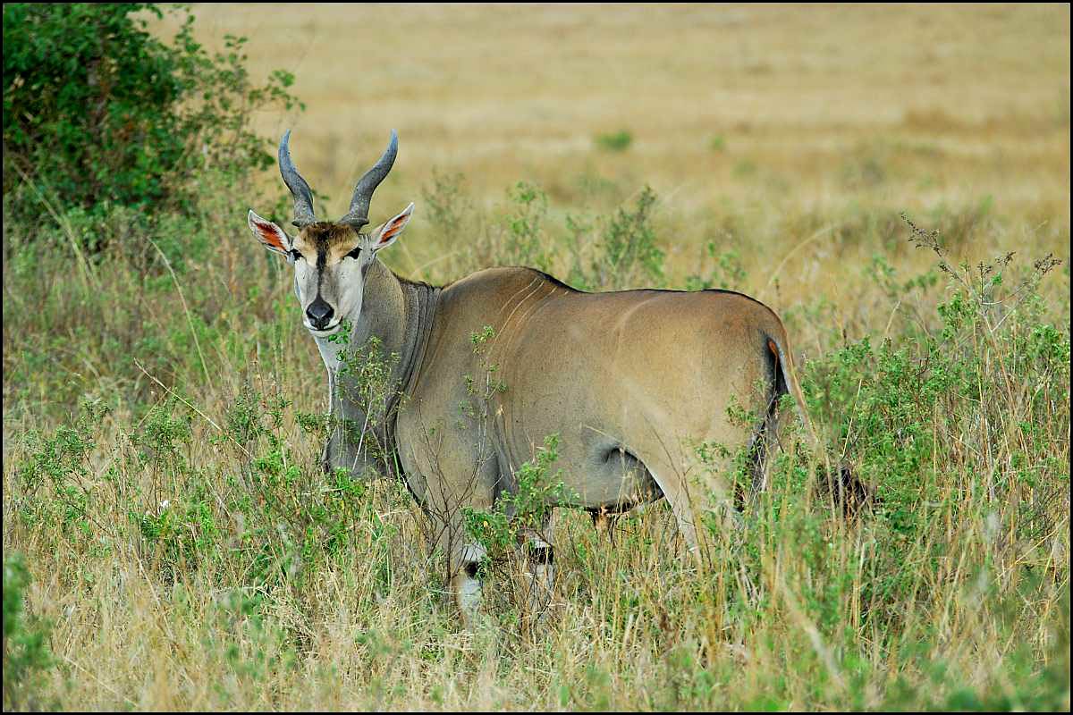 free Eland wallpaper wallpapers download