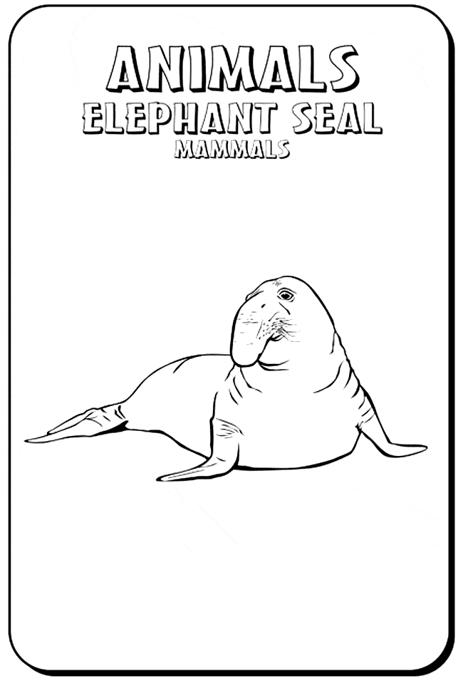 free Elephant Seal coloring page
