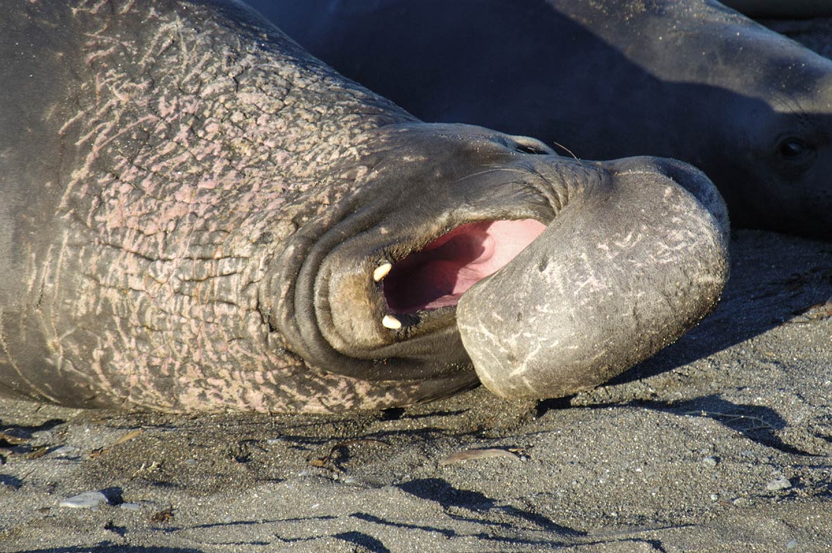 free Elephant Seal wallpaper wallpapers download