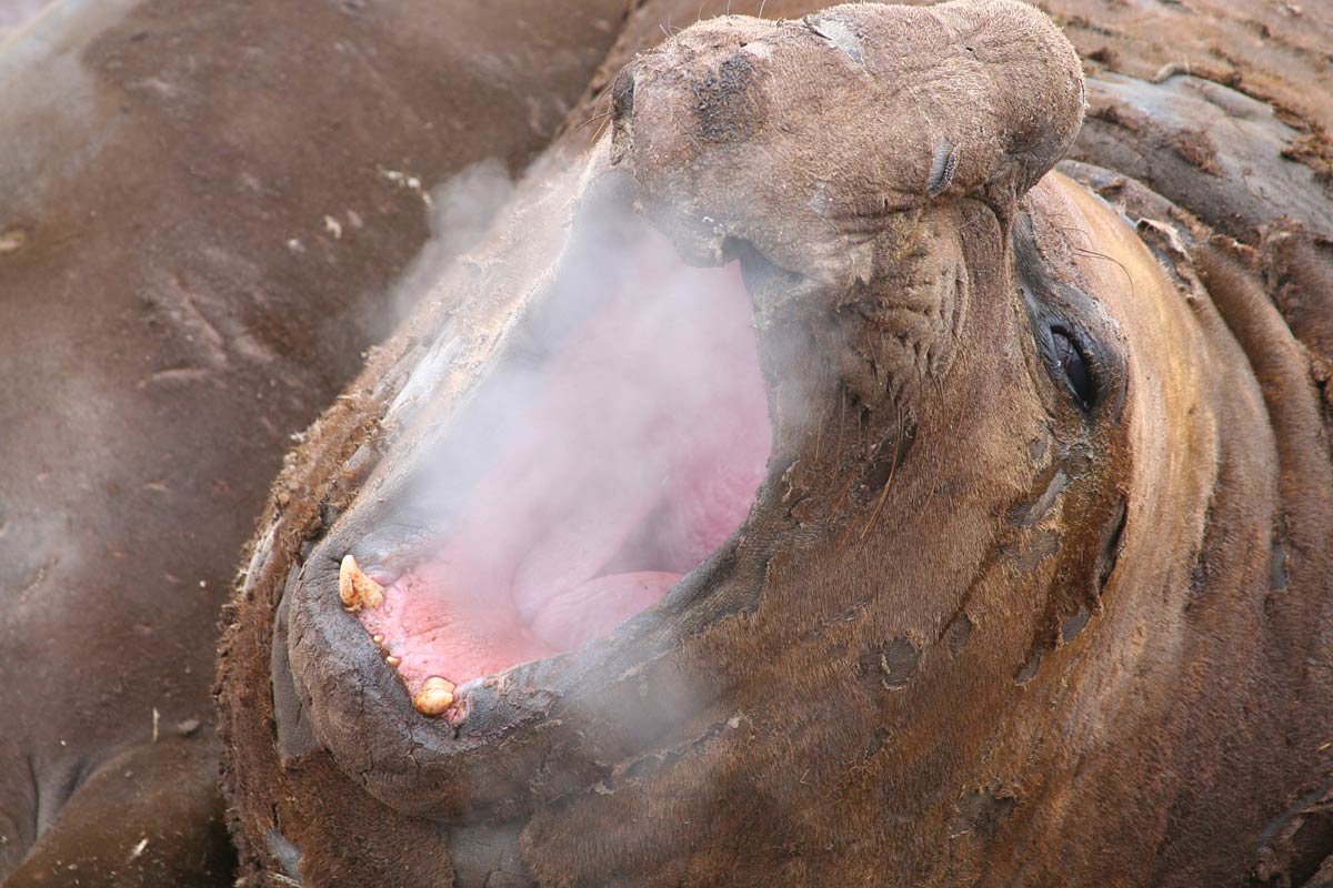 free Elephant Seal wallpaper wallpapers download