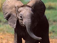 Elephant image