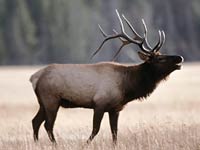 Elk image