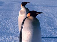 Emperor Penguin image