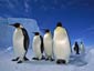 Emperor Penguin wallpaper
