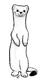 Ermine coloring page